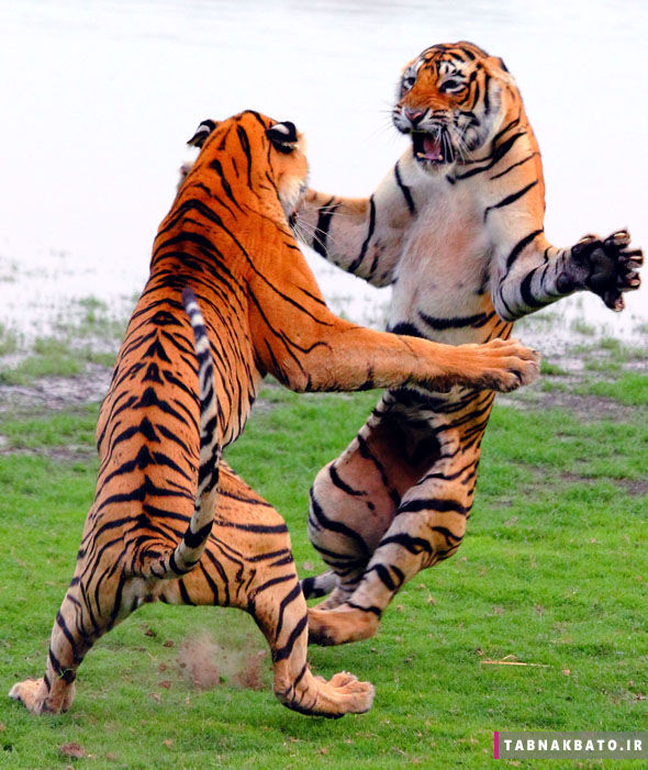 تصاویر جالب از مبارزه ی میان حیوانات