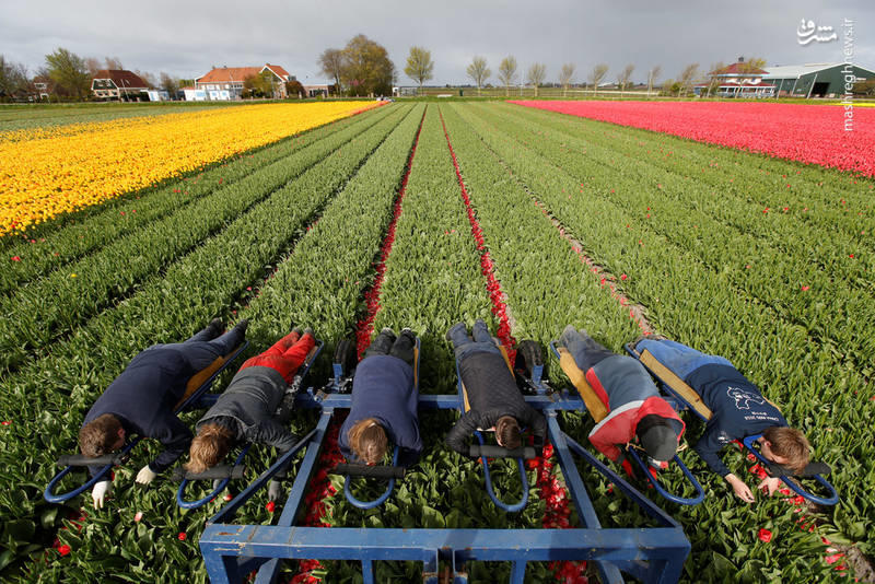 روش جالب چیدن گل لاله در هلند (عکس)