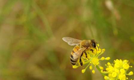ساخت دوربین‌ دقیق‌تر با الهام از زنبورعسل