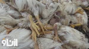 مرگ 2000 مرغ به علت قطع برق در آذربایجان غربی