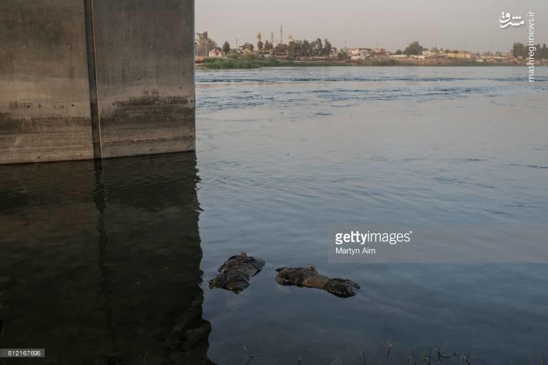 جنازه دو داعشی در رودخانه موصل (عکس)
