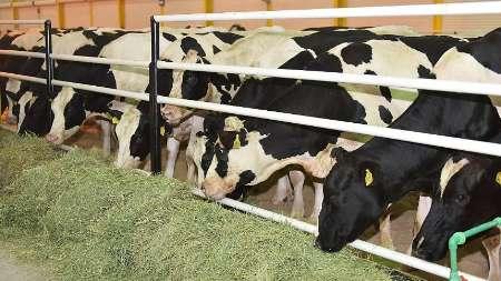 هزاران گاو آلمان در راه قطر