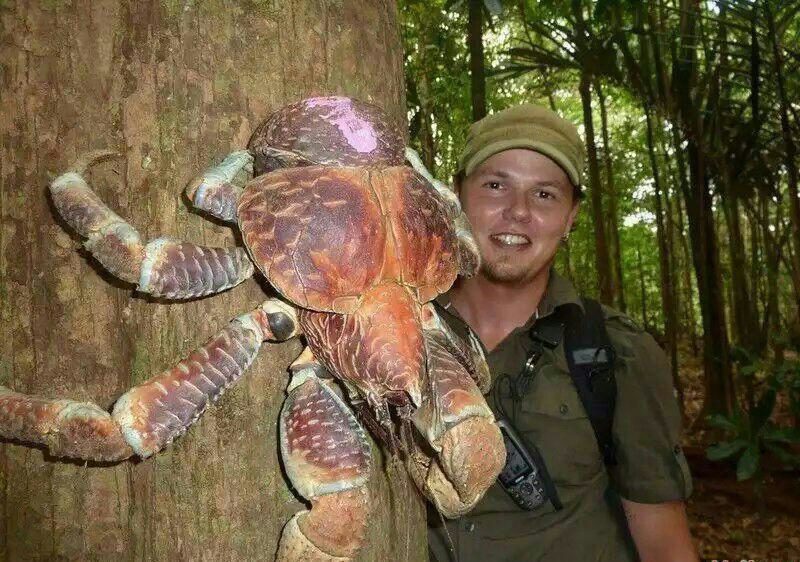 بزرگترین خرچنگ جهان (عکس)