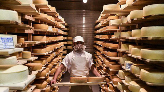 تولید «پنیر پوتین» در روسیه (+عکس)