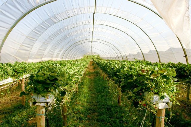 کره ای ها در مصر شهر هوشمند کشاورزی می سازند