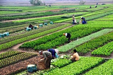 طرح جدید کابینه برای یارانه اعطایی به کشاورزان