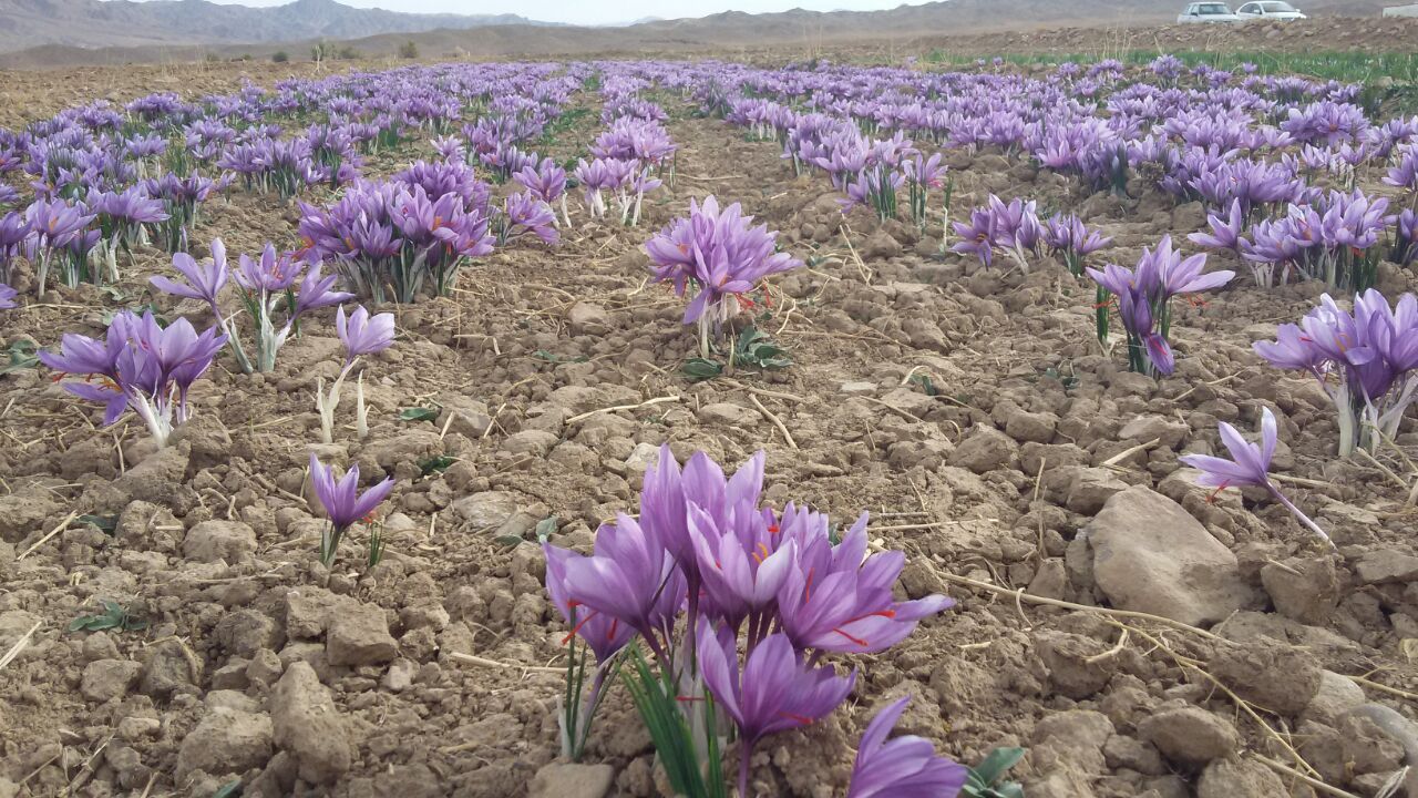 96 درصد زعفران دنیا در ایران تولید می‌شود