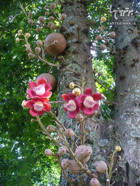 درختی عجیب با میوه های مرگبار (+عکس)