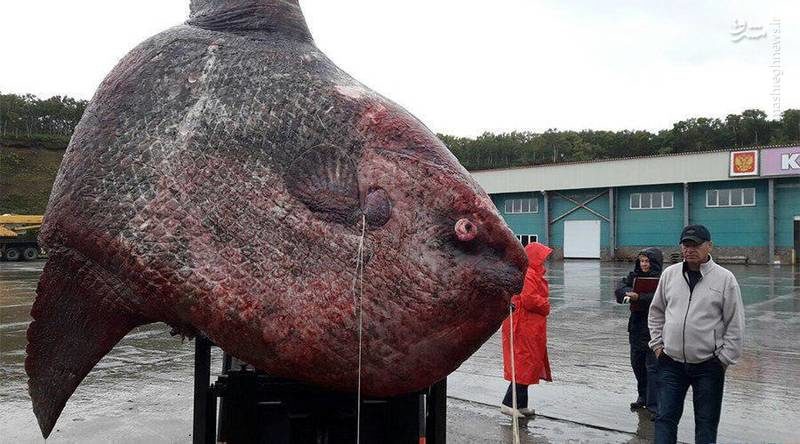 صید ماهی 1100 کیلویی در روسیه! (+عکس)