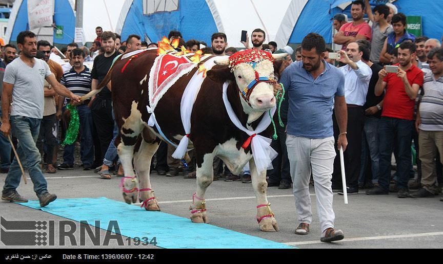 مسابقه زیباترین و بزرگترین گاو قربانی در استانبول (عکس)