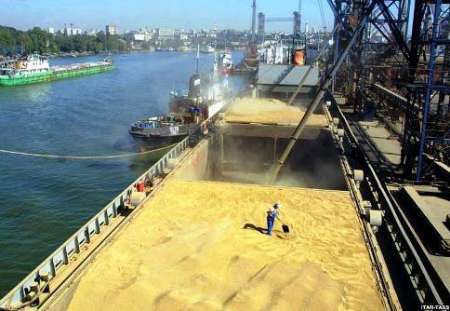 صادرات 31 هزار تن گندم به ایتالیا برای اولین بار