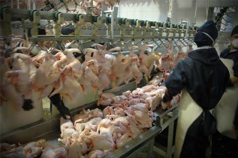 همکاری ایران و مجارستان برای توسعه زنجیره تولید گوشت مرغ
