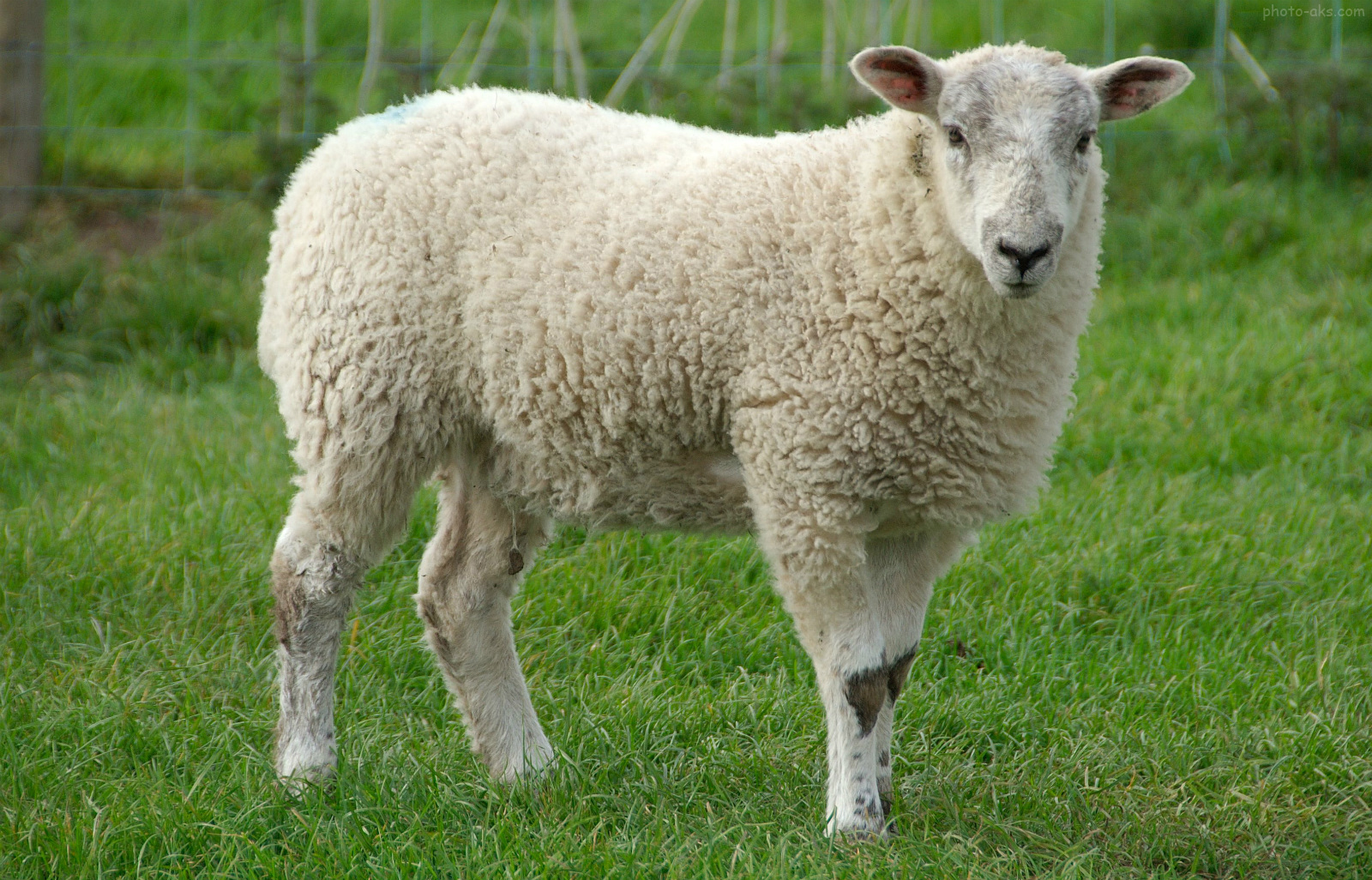 کاهش خرید گوسفند