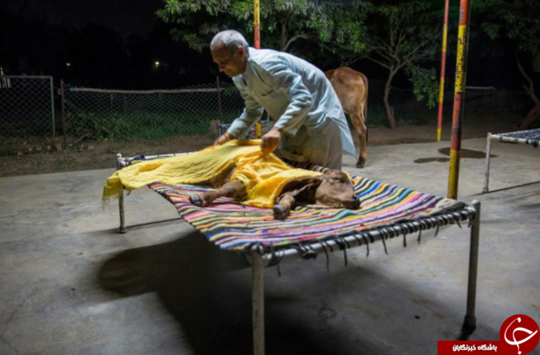 زندگی عجیب مرد هندی با یک گاو (+ عکس)
