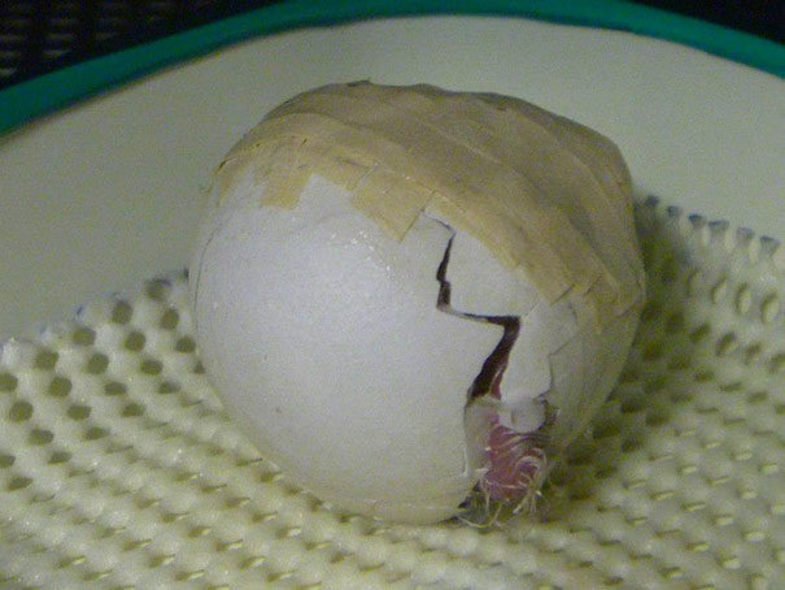 تولد عجیب جوجه طوطی با چسب زدن تخم (+ عکس)