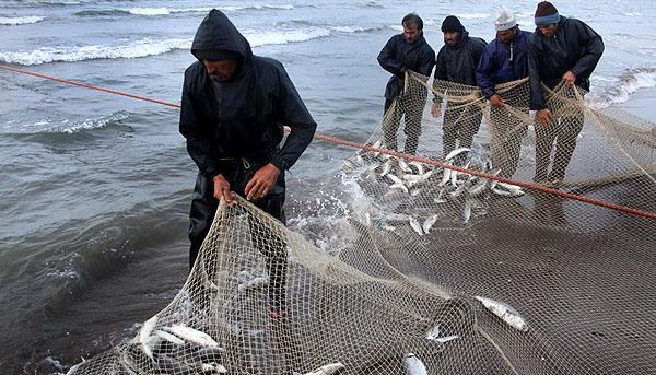 آلودگی دریای خزر، صید ماهی را کاهش داد