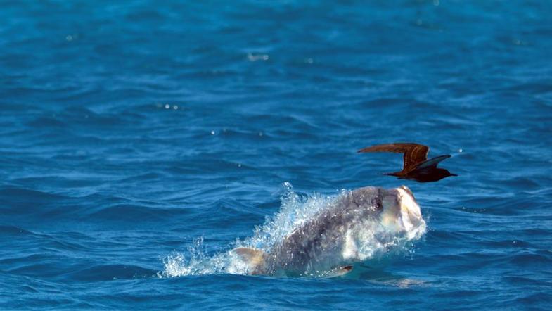 حمله دیدنی یک ماهی به یک پرنده (+عکس)