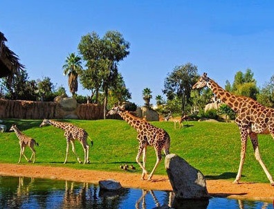 باغ وحشی زیبا که قفس ندارد! (+عکس)