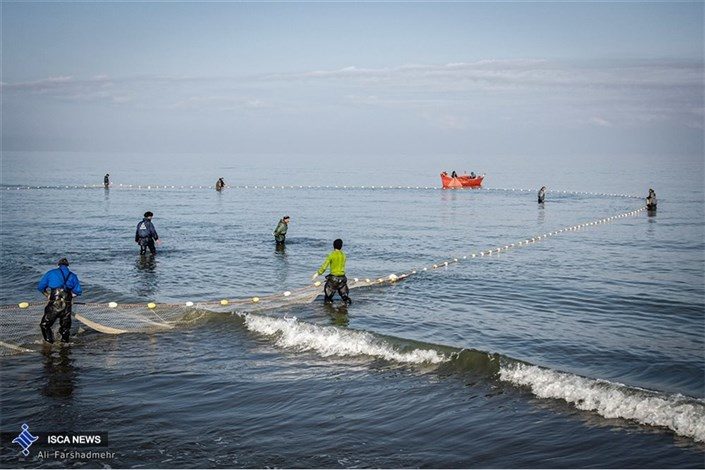 سلامت آبزیان دریای خزر در اروپا تائید شد