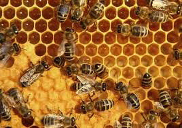 استرس دمایی، یکی از عوامل بروز بیماری در زنبور عسل