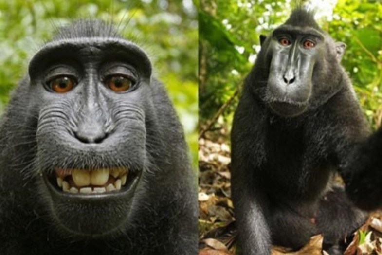 میمون سلفی بگیر «چهره سال» شد (+عکس)
