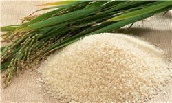 آخرین وضعیت قیمت برنج در بازار