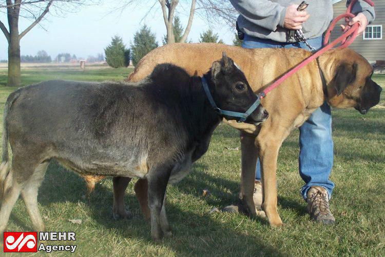 گاوهای مینیاتوری که از سگ‌ها هم کوچک‌ترند (+عکس)