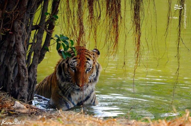 باغ وحش محبوب تایلند (عکس)