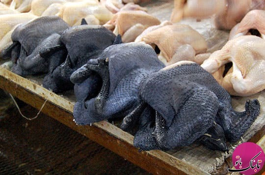 استفاده درمانی از گوشت خروس سیاه در شرق آسیا