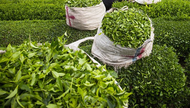 خرید تضمینی برگ سبز چای تا سقف 150 میلیارد ریال
