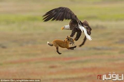 جنگ عقاب و روباه بر سر شکار (+عکس)