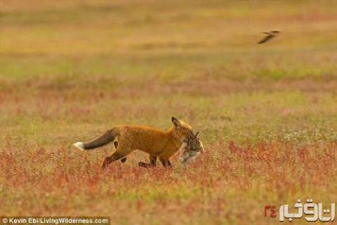 جنگ عقاب و روباه بر سر شکار (+عکس)