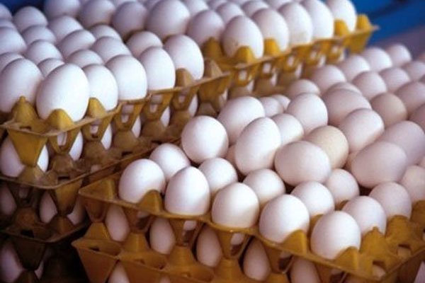کاهش 2500 تومانی قیمت تخم مرغ