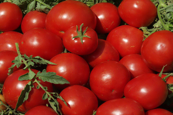 44 تن گوجه فرنگی قاچاق کشف شد
