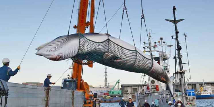 ژاپن مجددا شکار تجاری نهنگ را از سر می‌گیرد
