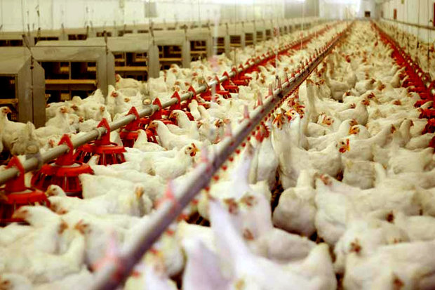 افزایش70 درصدی تورم تولید محصولات مرغداری