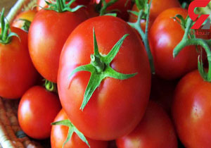 صادرات گوجه آزاد شد