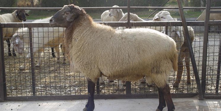 50 هزار راس گوسفند تا آخر هفته وارد کشور می‌شود