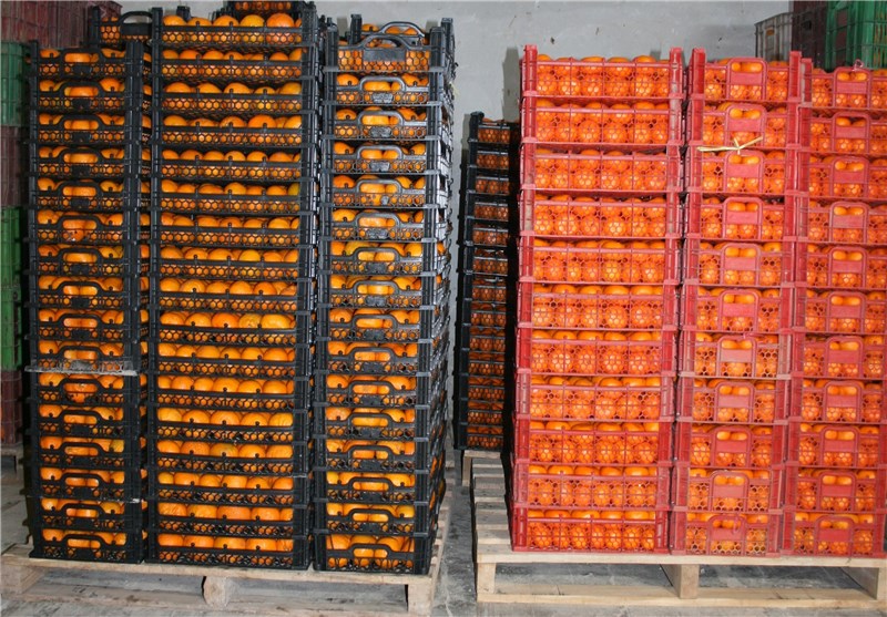 توزیع 70 هزار تن سیب و پرتقال شب عید از امروز