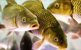 صادرات ماهیان پرورشی گیلان به عراق افزایش یافت