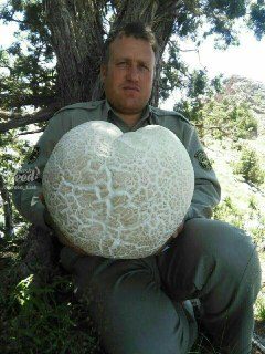 کشف قارچ کوهی ۷ کیلویی توسط محیط‌بان منطقه کلات! (عکس)