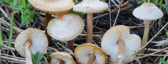 آخرین آمار فوتی‌های قارچ‌های سمی