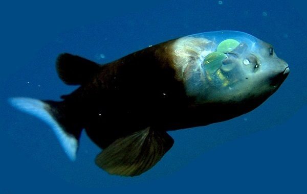 ماهی عجیب با سر شیشه ای! (+عکس)