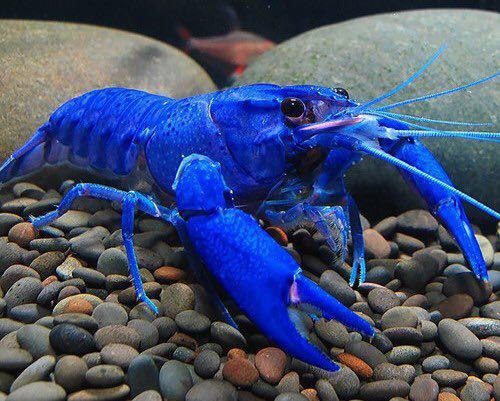 خرچنگی جالب به رنگ آبی! (عکس)