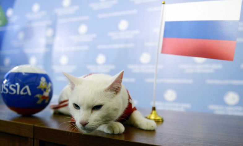 گربه پیشگو اولین بازی جام جهانی را پیش‌بینی کرد (+عکس)