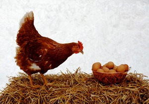 نرخ هر کیلو مرغ به ۷۶۰۰ تومان رسید