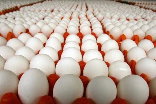 افزایش 35 درصدی هزینه تولید تخم مرغ