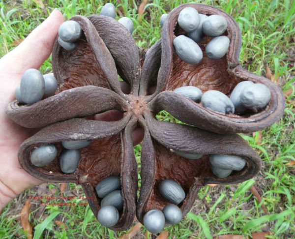 عجیب‌ترین و ترسناک‌ترین میوه‌های جهان (+عکس)