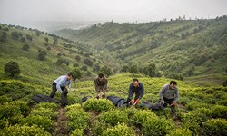 خرید تضمینی 66.5 هزار تن برگ سبز چای