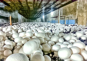 زیان روزانه پرورش دهندگان قارچ به 15 میلیارد تومان رسید